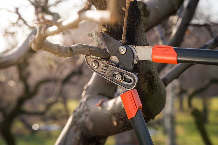 Clean Cut Tree Care Canon Ga